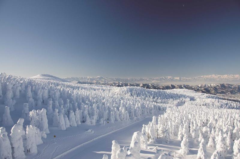 日本 ,雪景 ,藏王,樹冰 ,冬日, 限定