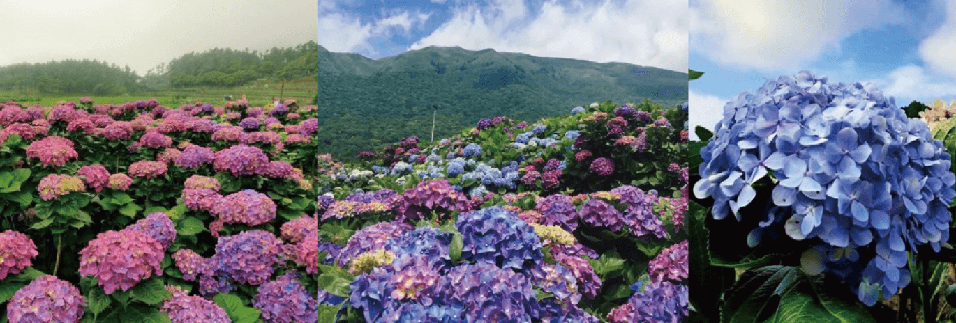 台灣景點,台灣自由行,繡球花祭,台灣自由行攻略