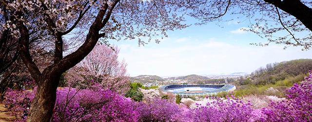 韓國,春季慶典,京畿道,富川市,遠美山,杜鵑花節