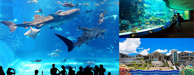 沖繩自由行,日本沖繩,沖繩景點,水族館