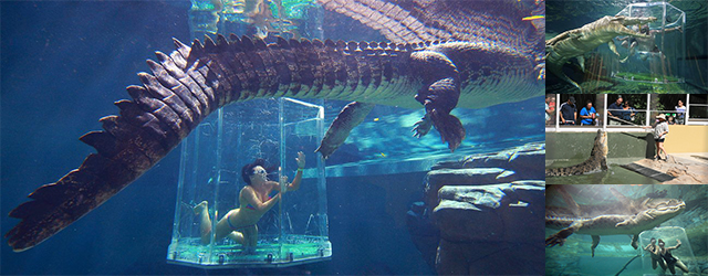 達爾文,澳洲自由行,北領地,鱷魚主題公園,Crocosaurus Cove