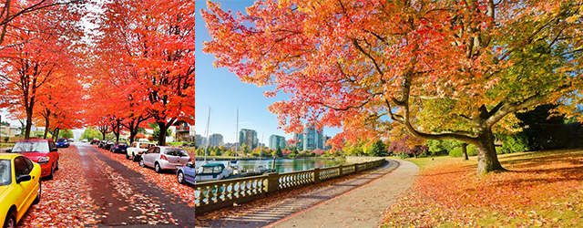 Stanley Park,史丹利公園,溫哥華范度森植物園, VanDusen Botanical Garden,伊麗莎白女皇公園,Cambridge Street,安大略街,Ontario street