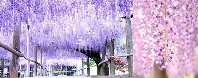 4月,5月北九州,日本,福岡,紫藤花園