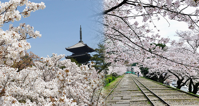 京都,櫻花,日本自由行,櫻花2018