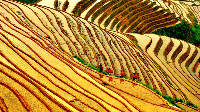 龍脊古壯寨梯田